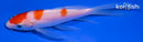 5.25" KOHAKU BUTTERFLY