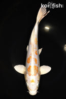 11.25" DOITSU HARIWAKE