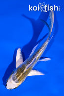 4.5" KUJAKU BUTTERFLY