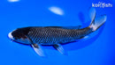 8" MATSUKAWABAKE