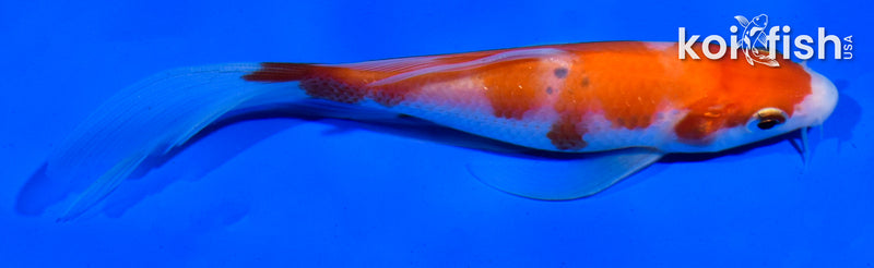 5" KOHAKU BUTTERFLY