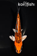 5.75" KUJAKU