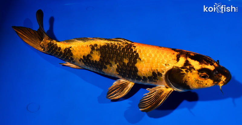 14.5" KIN HI UTSURI