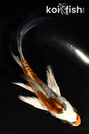 4.5" BENI KIKOKURYU BUTTERFLY