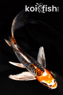 7" ARAGOKE BENI KIKOKURYU BUTTERFLY