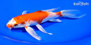7.25" HARIWAKE BUTTERFLY