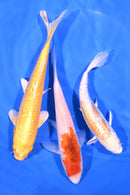 PACK OF (3) 6-7" STANDARD KOI