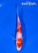 4" HARIWAKE