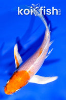 4.25" HARIWAKE BUTTERFLY