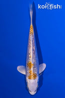 4.75" GINRIN LEMON HARIWAKE