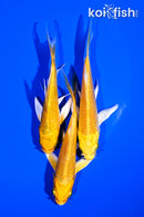 PACK OF (3) 3.5-4.25" YAMABUKI OGON BUTTERFLY KOI