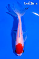 4.25" SARASA WATONAI GOLDFISH