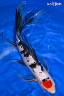 10.25" TANCHO SANKE BUTTERFLY