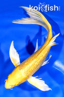 8" GINRIN YAMABUKI OGON BUTTERFLY