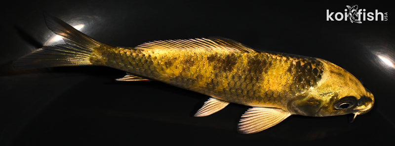 4.75" KIN KI UTSURI