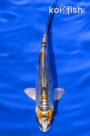 4.5" BENI KIKOKURYU