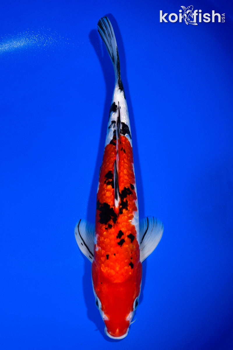 12.5" GINRIN SANKE