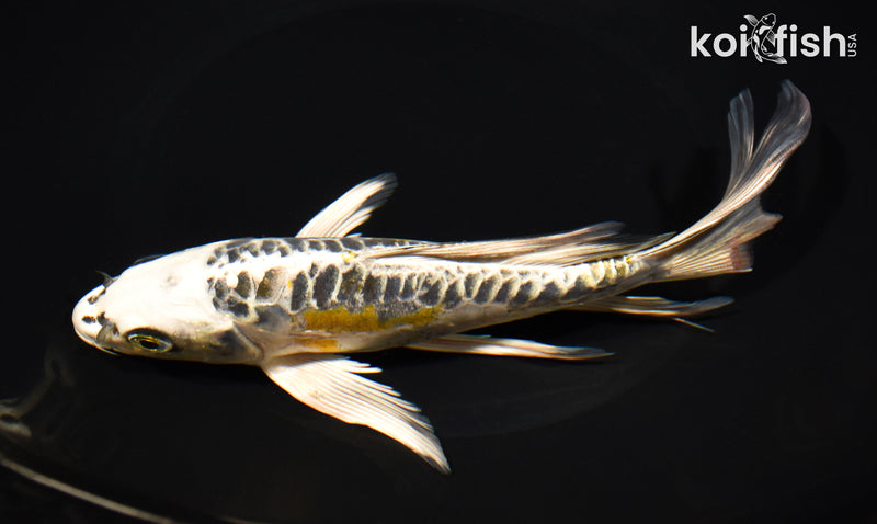8" ARAGOKE KIN KIKOKURYU BUTTERFLY
