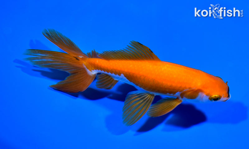 5.75" WATONAI GOLDFISH