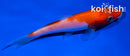 4" KOHAKU