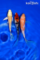 PACK OF (3) 4-5" BUTTERFLY KOI