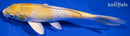 7.25" LEMON HARIWAKE