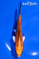 5.5" KUJAKU