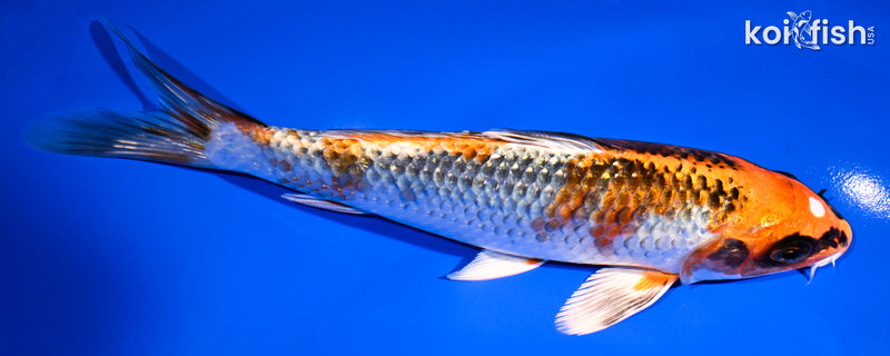 7.25" BENI GINGA