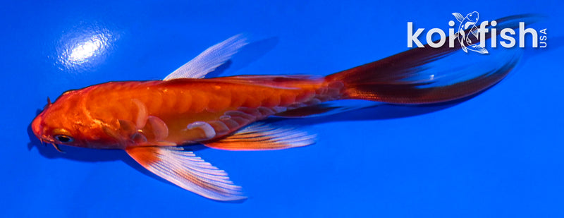 5.5" ARAGOKE ORENJI OGON BUTTERFLY