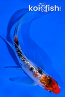 4.5" GINRIN SANKE BUTTERFLY