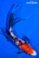 5.75" SANKE BUTTERFLY