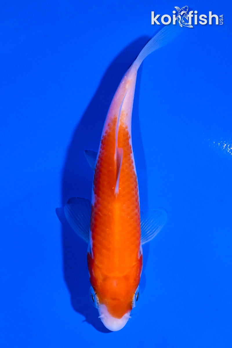 4" KOHAKU