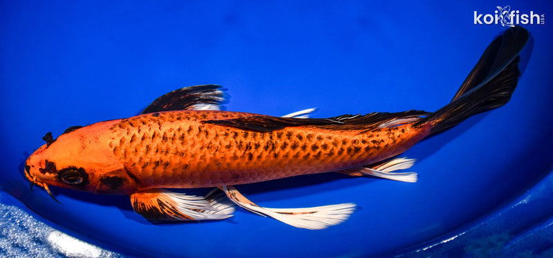 14" ORENJI MATSUBA BUTTERFLY