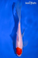 7.75" TANCHO SARASA COMET GOLDFISH
