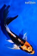 5" BENI KIKOKURYU BUTTERFLY