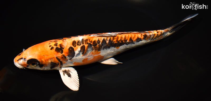 10.75" BENI KIKOKURYU