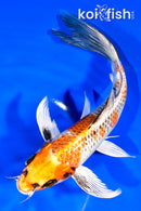 9.25" KUJAKU BUTTERFLY