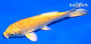 5" YAMABUKI OGON