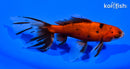 5.5" WATONAI GOLDFISH
