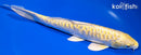 9.25" DOITSU YAMABUKI OGON