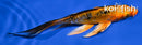4.5" DOITSU KIN ORENJI BEKKO BUTTERFLY