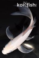 6.75" SORAGOI BUTTERFLY