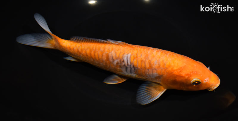 8.5" ARAGOKE OCHIBA SHIGURE