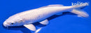 7.5" PLATINUM OGON