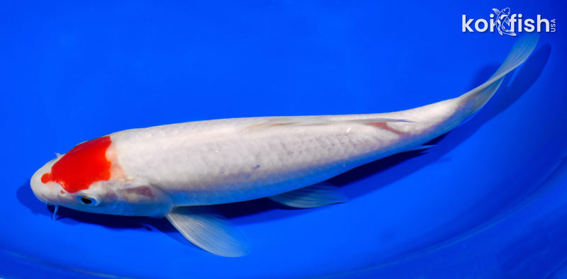 8.75" TANCHO KOHAKU