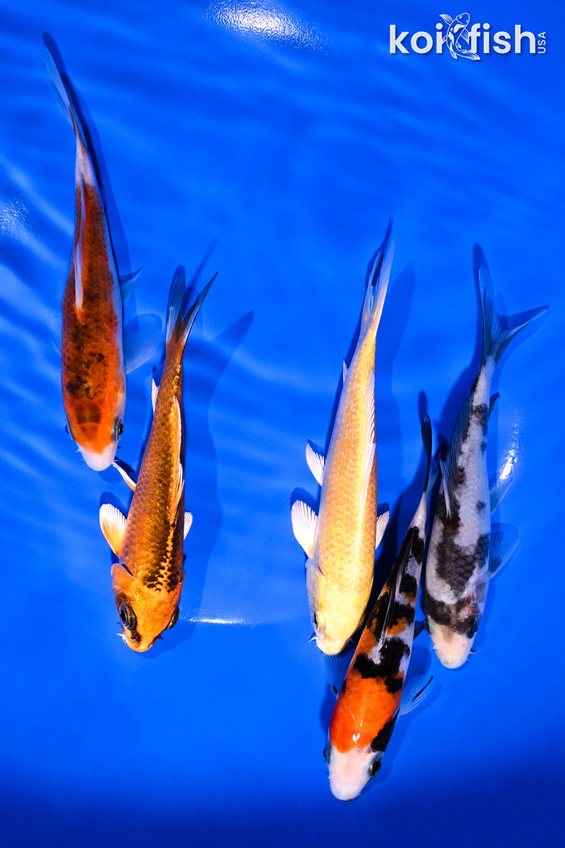 PACK OF (5) 4-5" STANDARD KOI