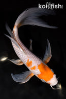 9.75" OCHIBA SHIGURE BUTTERFLY