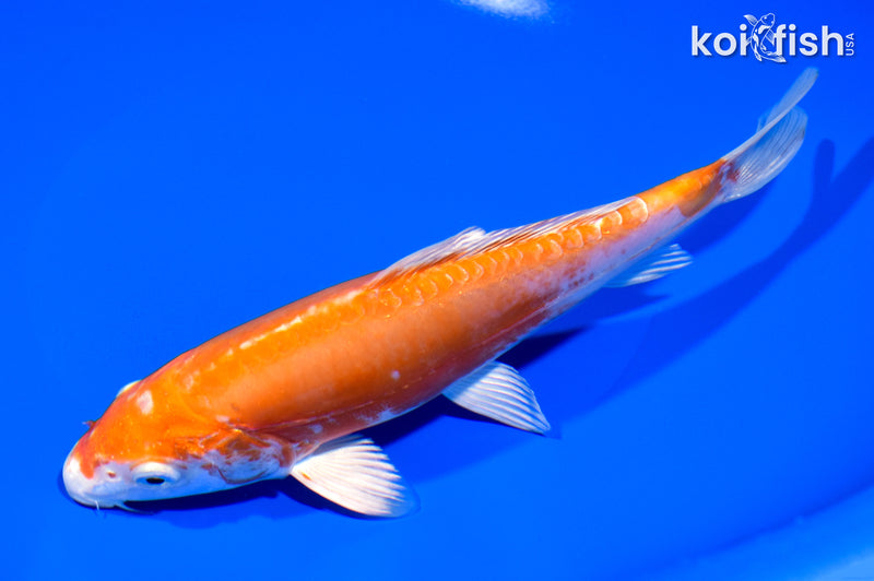 7.5" KIKUSUI