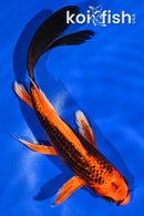 7.5" GINRIN ORENJI MATSUBA BUTTERFLY