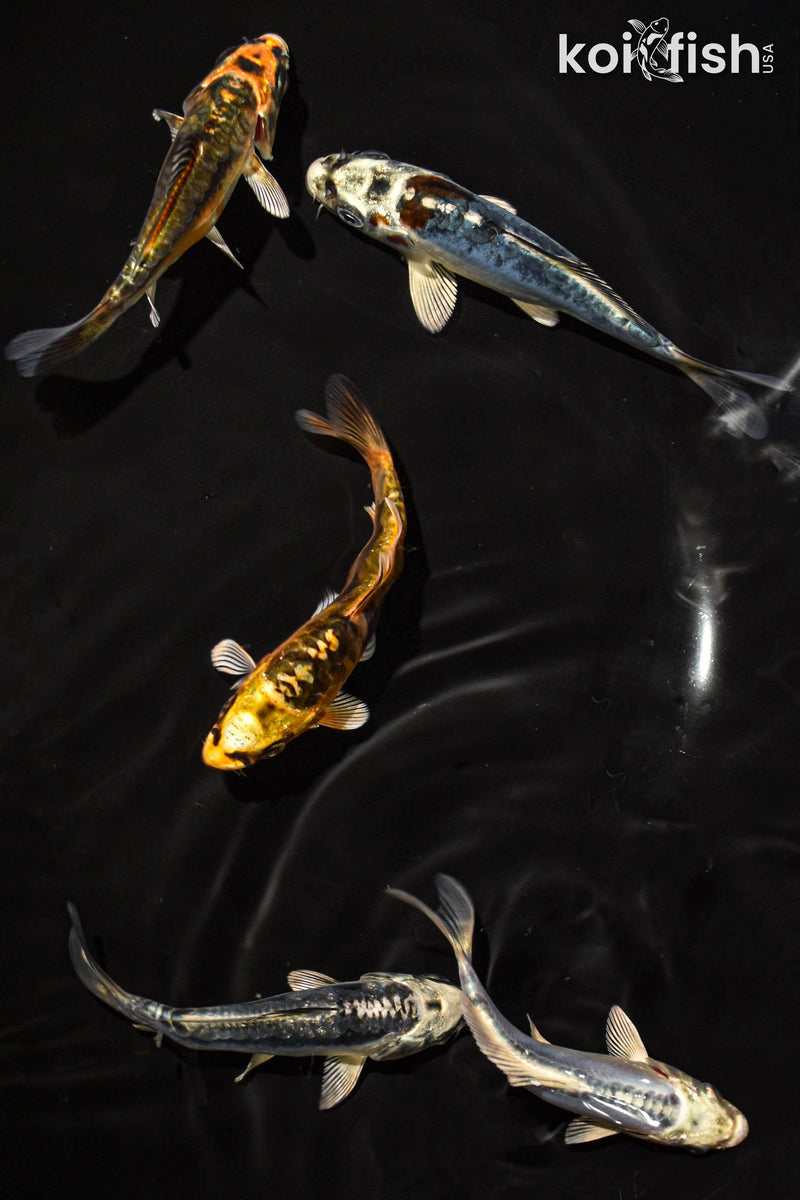 PACK OF (5) 3-4" STANDARD GHOST KOI